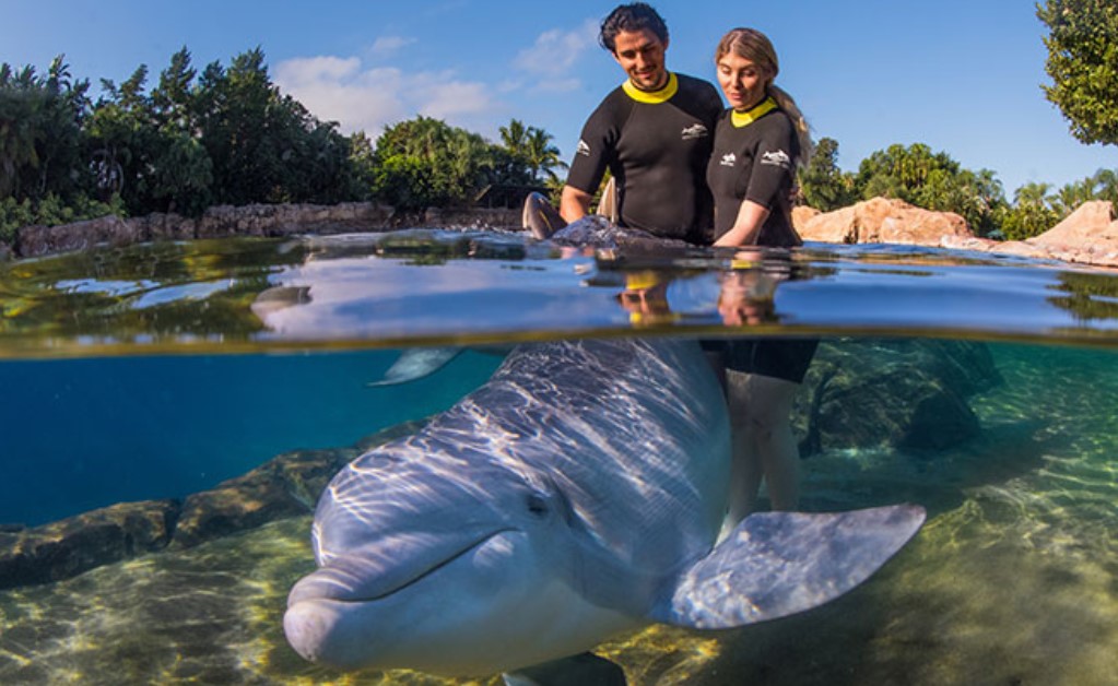 Exploring Cozumel Activities at Dolphin Discovery
Cozumel, located off the eastern coast of Mexico's Yucatan Peninsula in Quintana Roo, is renowned for its stunning natural beauty and vibrant marine life. One of the must-visit attractions on this tropical island is Dolphin Discovery Cozumel, a premier facility that offers an unforgettable experience for visitors of all ages. In this article, we will delve into the thrilling activities available at Dolphin Discovery Cozumel and explore the breathtaking Chankanaab National Park.
Dive into Adventure: Dolphin Swim Adventure
At Dolphin Discovery Cozumel, the Dolphin Swim Adventure is an exhilarating activity that allows you to interact and swim with these intelligent marine creatures. Dive into the crystal-clear waters and embark on an extraordinary journey of discovery as you come face to face with dolphins in their natural habitat. Professional trainers guide you through the experience, ensuring both your safety and the well-being of the dolphins. This encounter provides an opportunity to learn about the species, their behaviors, and the importance of conservation efforts.
Discover the Wonders of Chankanaab National Park
Nestled on the southwestern coast of Cozumel, Chankanaab National Park is a captivating destination that seamlessly blends natural beauty with rich cultural heritage. This ecological park is home to an abundance of flora and fauna, including tropical gardens, lush mangroves, and vibrant coral reefs. Visitors can explore the park's diverse offerings, such as:
Snorkeling and Diving: Immerse yourself in the vibrant underwater world of Chankanaab by snorkeling or diving. Marvel at the kaleidoscope of colors as you encounter a variety of marine life, including tropical fish, sea turtles, and colorful coral formations.
Dolphin Discovery: Experience the magic of interacting with dolphins at the Dolphin Discovery facility located within the park. Enjoy a range of programs, including swimming with dolphins, dolphin encounters, and even becoming a trainer for a day.
Sea Lion Show: Delight in the entertaining sea lion show, where these charismatic creatures showcase their intelligence and agility through a series of captivating performances.
Mayan Village: Immerse yourself in the ancient Mayan culture by visiting the replica Mayan village within the park. Gain insights into Mayan traditions, customs, and craftsmanship as you explore the exhibits and interact with knowledgeable guides.
Botanical Gardens: Take a leisurely stroll through the park's lush botanical gardens, adorned with a wide array of tropical plants and exotic flowers. Enjoy the tranquility and beauty of nature as you unwind amidst the captivating surroundings.
Beach Paradise: Unwind on the pristine sandy beaches of Chankanaab, where you can bask in the sun, relax in hammocks, or take a refreshing dip in the turquoise waters of the Caribbean Sea.

Cozumel Shore Excursions and Cruise Excursions

Dolphin Discovery Cozumel serves as an ideal destination for shore excursions and cruise excursions. Visitors arriving on cruise ships can make the most of their time on the island by participating in a variety of activities at Dolphin Discovery and exploring the wonders of Chankanaab National Park. These excursions offer a perfect combination of adventure, relaxation, and cultural immersion, allowing you to create lasting memories during your visit to Cozumel.

An Unforgettable Experience at Dolphin Discovery Cozumel

When it comes to Cozumel shore excursions, Dolphin Discovery Cozumel stands out as a top choice. With its stunning coastal location and a wide range of activities, this destination offers an unforgettable experience for visitors. Let's delve deeper into the exciting options available at Dolphin Discovery Cozumel.

Dolphin Swim Adventure: A Thrilling Encounter

One of the most sought-after activities at Dolphin Discovery Cozumel is the Dolphin Swim Adventure. This immersive experience allows you to swim alongside these intelligent and friendly creatures. Under the guidance of expert trainers, you'll learn about dolphin behavior, their natural habitat, and conservation efforts. Prepare to be amazed as you interact with dolphins, witnessing their grace, agility, and playful nature up close.

Dolphin Encounters: A Delightful Connection

For those seeking a more relaxed interaction with dolphins, Dolphin Discovery Cozumel offers various dolphin encounters. These encounters allow you to meet and greet these captivating marine animals in a safe and controlled environment. You can pet, hug, and even receive a dolphin kiss as you forge a special bond with these remarkable creatures.

Trainer for a Day: Behind the Scenes

If you've ever dreamed of being a dolphin trainer, Dolphin Discovery Cozumel can make that dream a reality. The "Trainer for a Day" program offers a unique opportunity to work alongside professional trainers, gaining firsthand knowledge of dolphin care, training techniques, and the importance of conservation. This immersive experience provides insight into the daily routines and responsibilities of a dolphin trainer, creating memories that will last a lifetime.

Discovering Chankanaab National Park

Just a stone's throw away from Dolphin Discovery Cozumel lies the breathtaking Chankanaab National Park. This ecological paradise showcases the beauty and diversity of Cozumel's natural wonders. Let's explore the highlights of this magnificent park.

Tropical Gardens and Lush Mangroves

As you enter Chankanaab National Park, you'll be greeted by an enchanting display of tropical gardens and lush mangroves. Take a leisurely stroll through the vibrant vegetation, marveling at the vibrant colors and fragrant blooms. The gardens provide a tranquil setting for nature lovers and photographers alike.

Underwater Wonderland: Snorkeling and Diving

Chankanaab's pristine waters are a haven for snorkelers and divers. Strap on your gear and prepare to be immersed in an underwater wonderland. Explore the vibrant coral reefs teeming with marine life, including tropical fish, rays, and even sea turtles. The crystal-clear waters and incredible visibility make this a truly unforgettable experience.

Sea Lion Show: A Splash of Entertainment

Chankanaab National Park offers more than just natural beauty. Witness the charm and agility of sea lions in an entertaining show. These playful creatures will captivate you with their tricks and acrobatics, leaving you with a newfound appreciation for their intelligence and grace.

Conclusion

In conclusion, Cozumel Cruise Excursions and Chankanaab National Park offer an array of activities and experiences that cater to all interests and age groups. Whether you're seeking thrilling encounters with dolphins, tranquil moments in nature, or a blend of both, these attractions will ensure your visit to Cozumel is nothing short of extraordinary. Plan your shore excursion or cruise excursion to Dolphin Discovery Cozumel and Chankanaab Park, and embark on an adventure that will leave you with cherished memories for years to come.